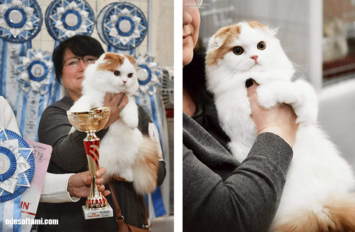 Фестиваль кошек в городе Николаеве