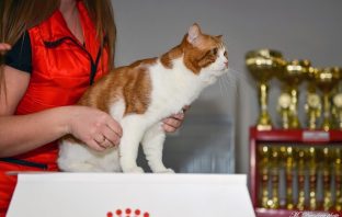 Морвокзал…Выставка… Котики… 15 марта 2015