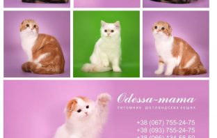 Шотландские котята питомник Odessa-Mama