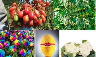 Хорошие семена – залог экологически чистых продуктов